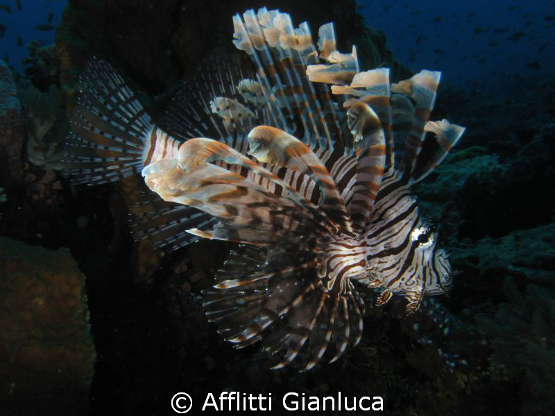 lionfish by Afflitti Gianluca 