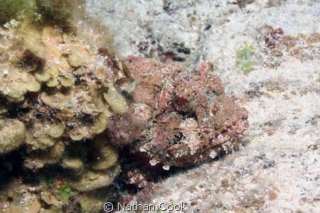 Scorpion Fish hiding out behind some coral. by Nathan Cook 