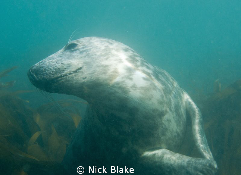Grey seal, Lundy Island. by Nick Blake 