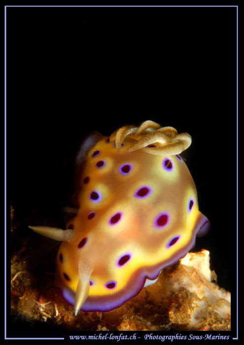 Nudibranch in the water's of Lembeh Strait... :O)... by Michel Lonfat 