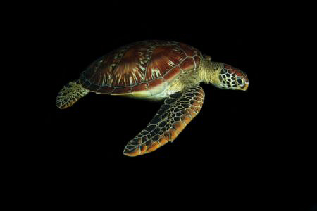 A green sea turtle (Chelonia mydas) cruising by on a nigh... by Steve De Neef 