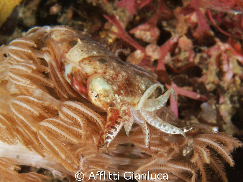 1.cuttlefish by Afflitti Gianluca 