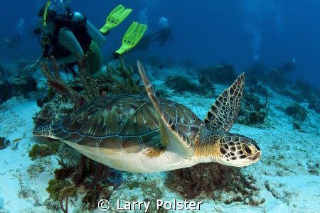 Green turtle with divers, Cozumel. by Larry Polster 