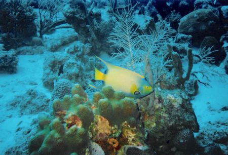 Queen Angelfish swimming over a beautiful coral head in C... by Tim Delp 