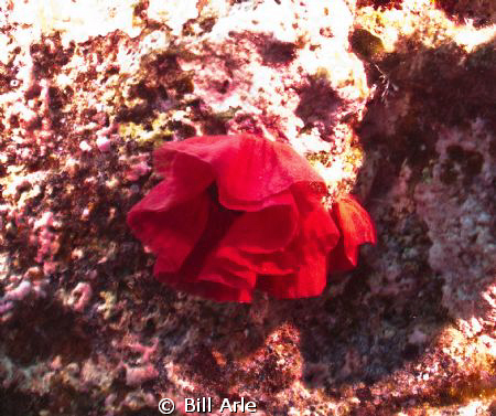 Sea rose.  Big Island, Hawaii by Bill Arle 