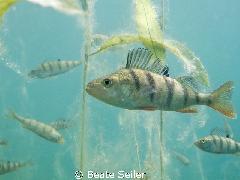 Perch, taken with Canon G10 by Beate Seiler 