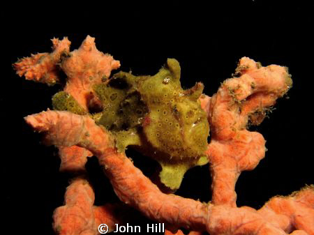 Painted frogfish perched for a days hunting.  I'm always ... by John Hill 