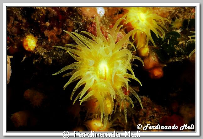 A soft coral (Leptopsammia pruvoti) in the Mediterranean ... by Ferdinando Meli 