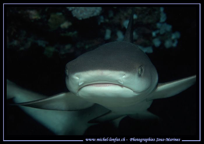 Face to face with this little reef shark in the water's o... by Michel Lonfat 