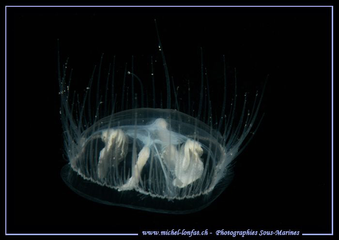 Small Freshwater Jelly Fish in a small lake not far from ... by Michel Lonfat 