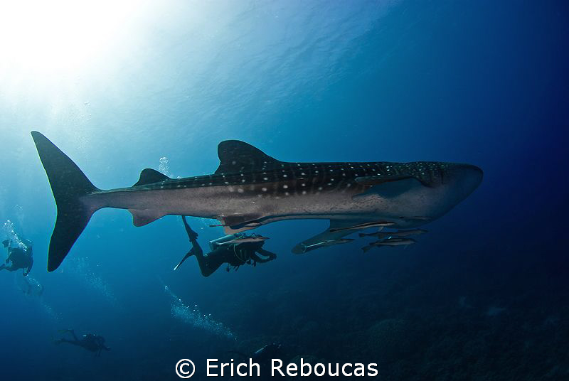 Big fish, happy divers :) by Erich Reboucas 
