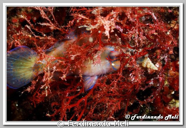 A fish (Symphodus ocellatus) sleep inside a seaweed. by Ferdinando Meli 