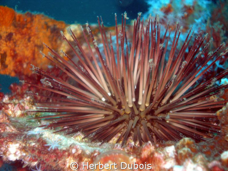 Urchin on U351 by Herbert Dubois 
