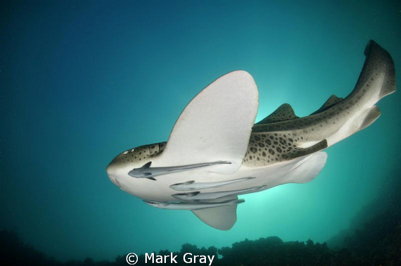 "Dive Bomber". Leopard Shark with Sharksuckers by Mark Gray 