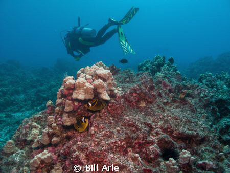 Racoon butterfly fish and diver by Bill Arle 