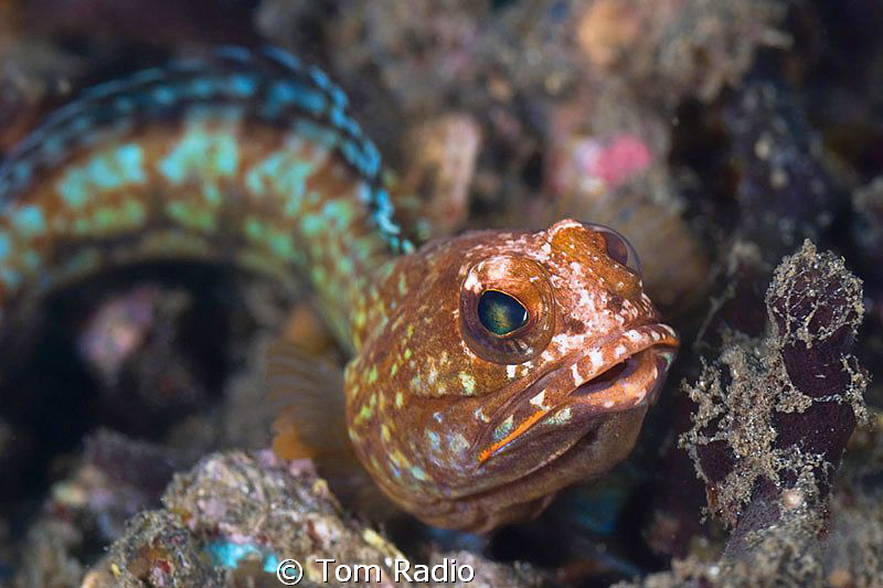 Jawfish
Sulawesi, Indonesia by Tom Radio 