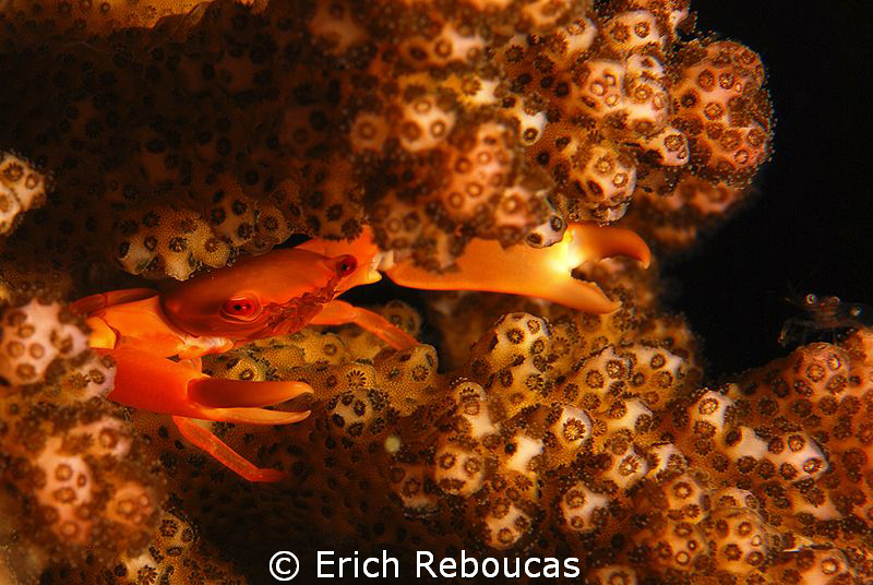Glowing crab in its glowing coral  :) by Erich Reboucas 