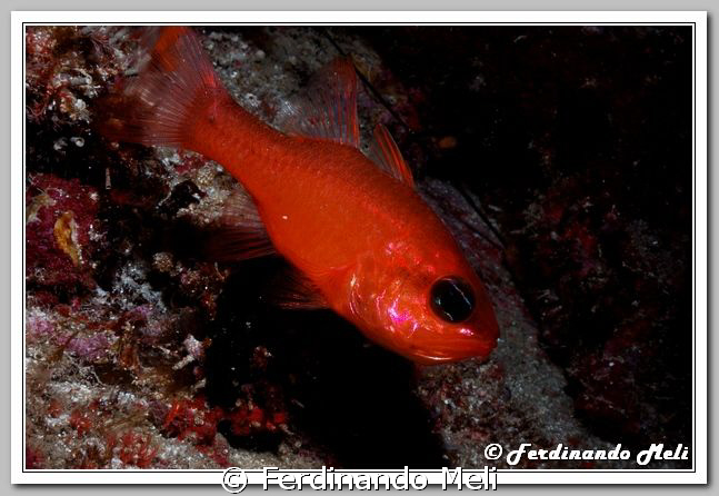 A goldfish has escaped from the aquarium?
(Apogon imberbis) by Ferdinando Meli 
