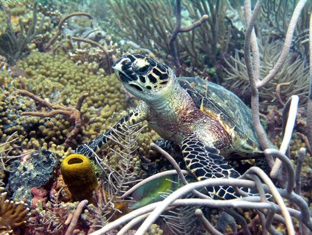 Turtle in Tobago , taken in shallow water on Kariwack ree... by Matt Smith 