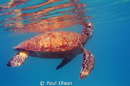 Greenback turtle coming up for a breath, Caught this shot... by Paul Olson 