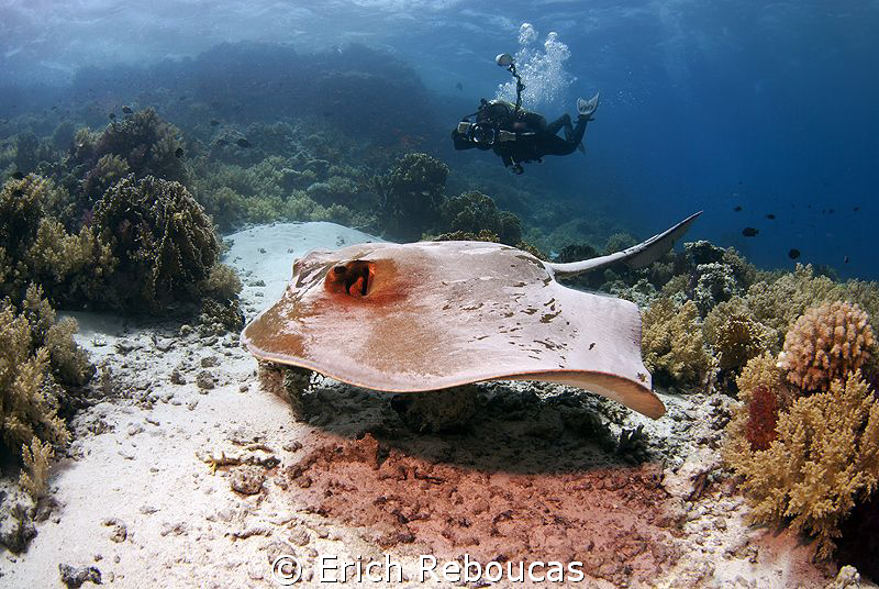Underwater photographer at the "office"! by Erich Reboucas 