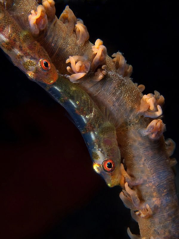 Whip gobies, Tulamben by Doug Anderson 