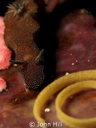 Checking on the eggs.  A type of Chomodoris? Anyone know?... by John Hill 