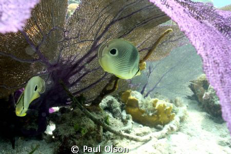 Two Four-eyed Butterflyfish taken while snorkeling at Sal... by Paul Olson 