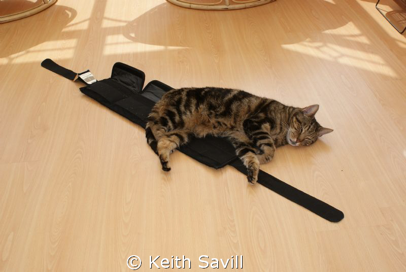 My cat wants to go diving!? I left my kit out to dry afte... by Keith Savill 