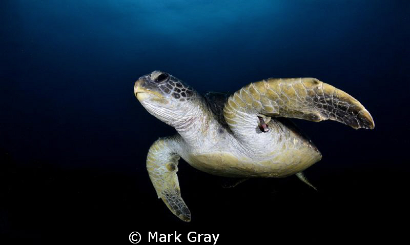"Tagged Turtle" by Mark Gray 