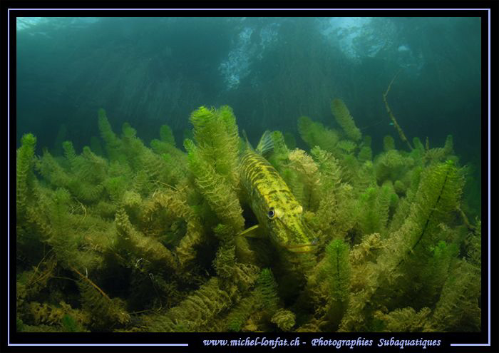 Pike Fish having a rest... :O)... by Michel Lonfat 