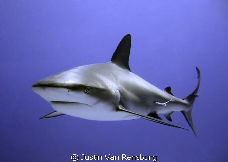 Caribbean Reef Shark by Justin Van Rensburg 