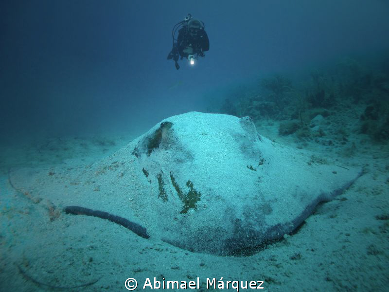 The Diver and the Southern Stingray, Vieques, PR. by Abimael Márquez 