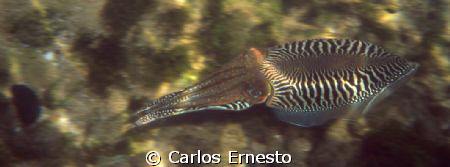 cuttle fish by Carlos Ernesto 