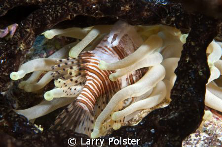 Explosion of Lionfish in the Caribbean are causing havoc ... by Larry Polster 