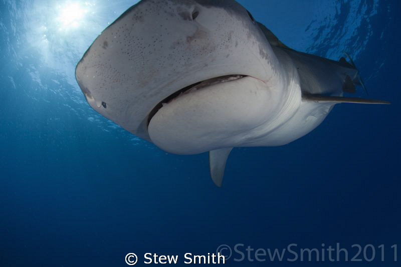 A large rogue Tiger Shark bumps into my dome port at spee... by Stew Smith 