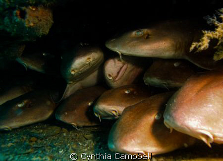 Brown Banded Bamboo Sharks SleepOver!!! Sorry, no more sp... by Cynthia Campbell 