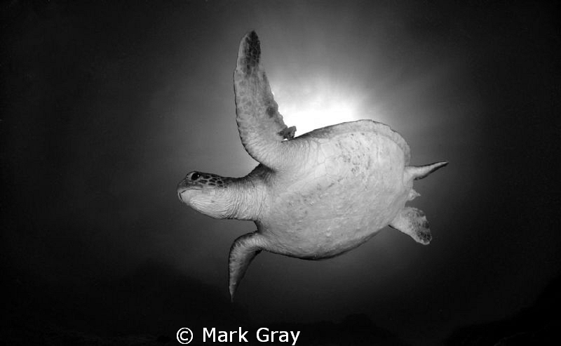 "Vintage Turtle" by Mark Gray 