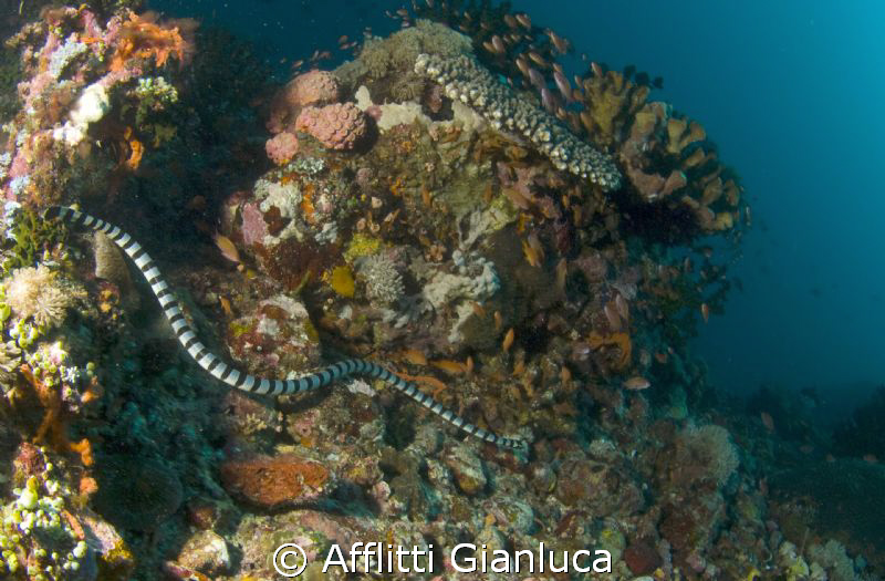 snake......... by Afflitti Gianluca 
