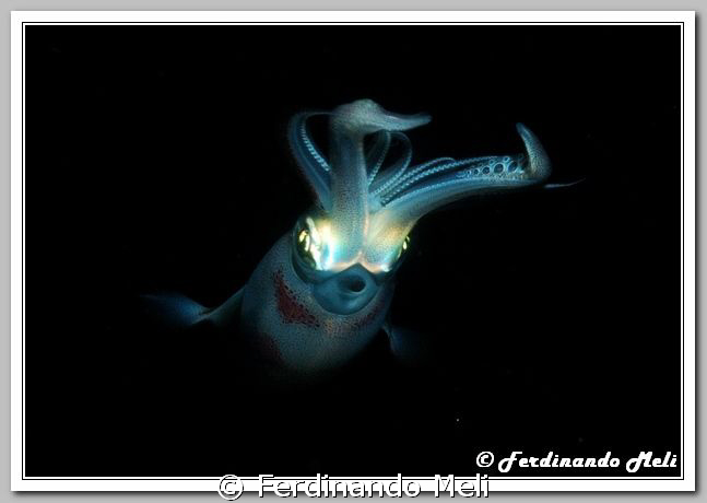 A squid in the night... by Ferdinando Meli 