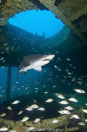 Carcharias taurus or a Sand Tiger Shark within the wreck ... by Michael Gerken 