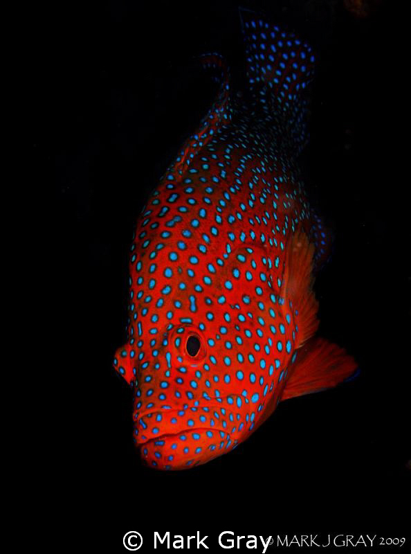 "Red and Blue". Coral Cod by Mark Gray 