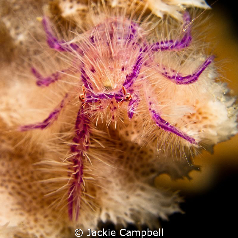 Poor hairy squat lobster......only one front claw :(

S... by Jackie Campbell 