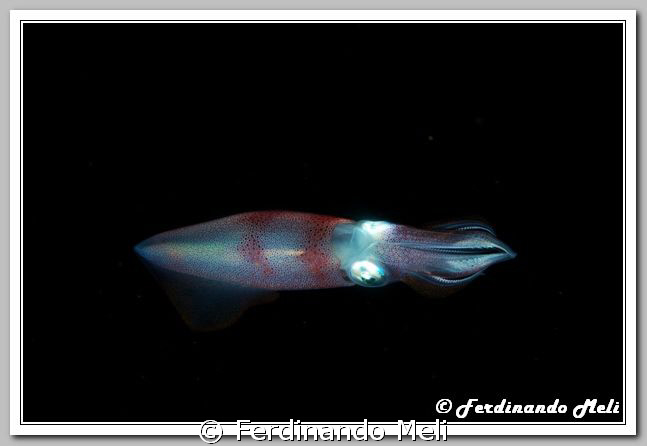 A squid in the night by Ferdinando Meli 