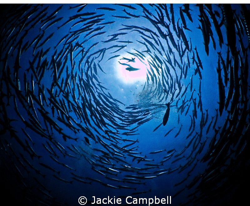 Ahh...barracuda....Heaven :) by Jackie Campbell 