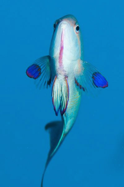 Male Anthias by Paul Colley 