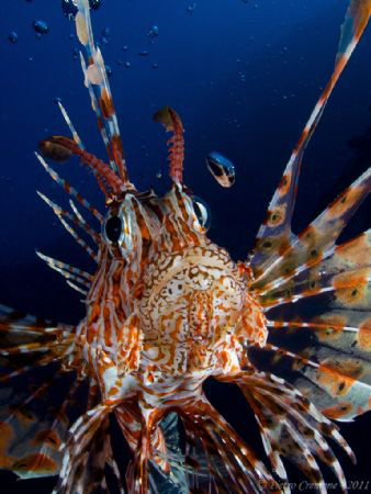A curious lionfish was mirroring itself in my dome!
Take... by Pietro Cremone 