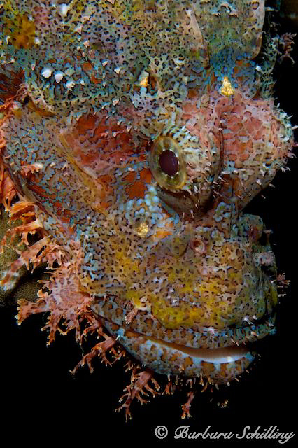 Scorpionfish in colorful portrait by Barbara Schilling 