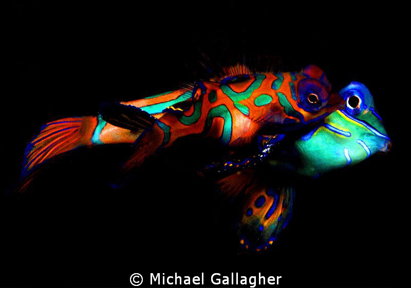 The Lovers, Tawali House Reef, PNG by Michael Gallagher 