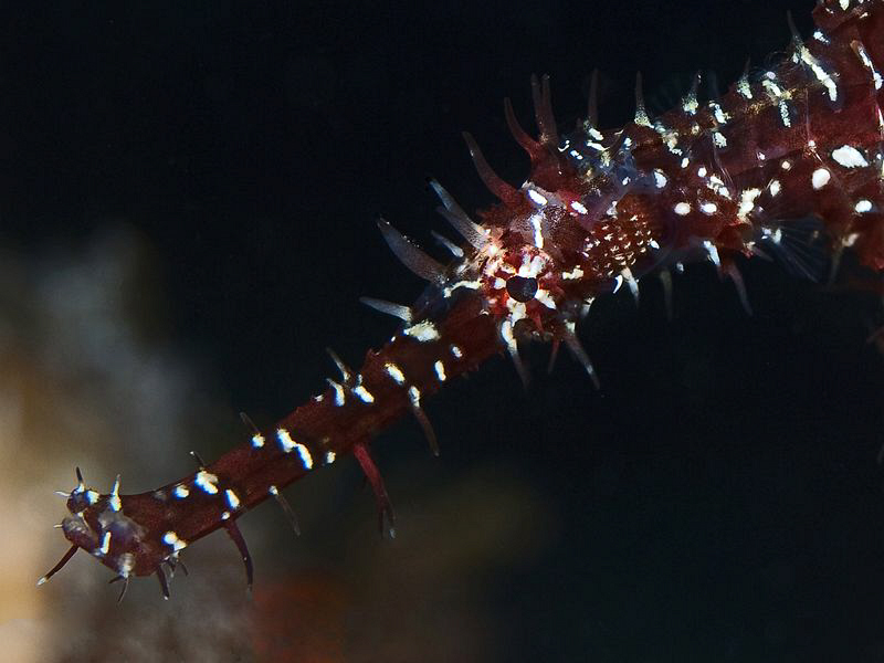 Ornate Ghost Pipefish, Tulamben by Doug Anderson 